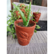Aloe vera Plant With Dark Brown Vas/Kavi Store