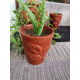 Aloe vera Plant With Dark Brown Vas/Kavi Store
