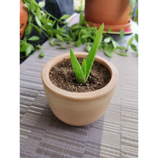 Aloe vera Plant With Light Brown Vas/Kavi Store