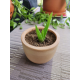Aloe vera Plant With Light Brown Vas/Kavi Store