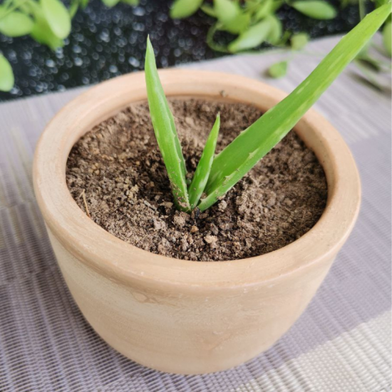 Aloe vera Plant With Light Brown Vas/Kavi Store