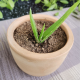 Aloe vera Plant With Light Brown Vas/Kavi Store