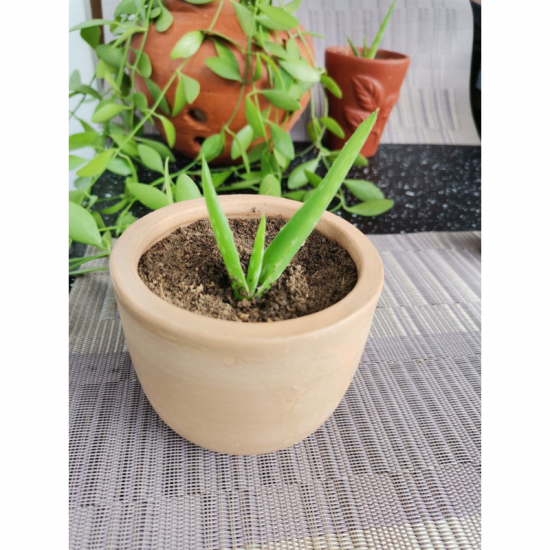 Aloe vera Plant With Light Brown Vas/Kavi Store