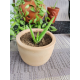 Aloe vera Plant With Light Brown Vas/Kavi Store