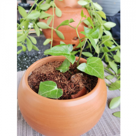 Money plant/Kavi Store