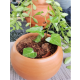 Money plant/Kavi Store