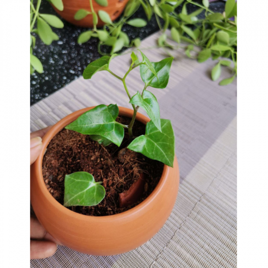 Money plant/Kavi Store