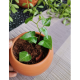 Money plant/Kavi Store