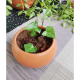 Money plant/Kavi Store