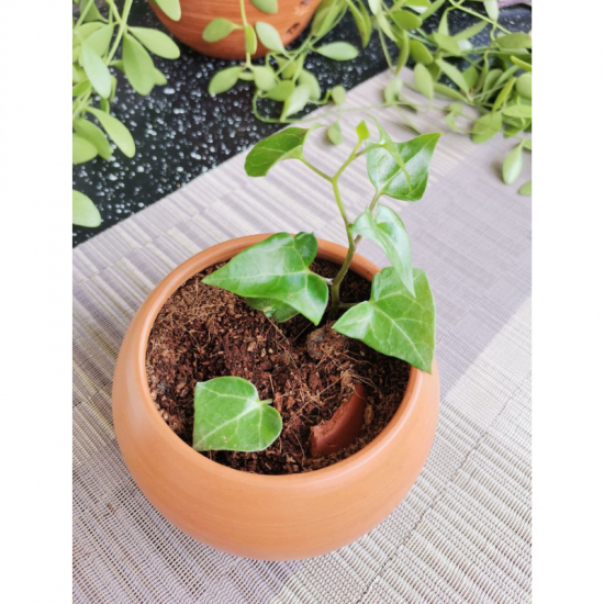 Money plant/Kavi Store