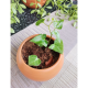 Money plant/Kavi Store