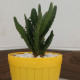 Cactus plants Cactus plants