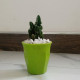 Cactus plants Cactus plants