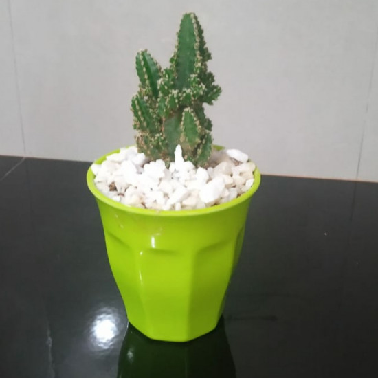 Cactus plants Cactus plants