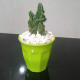 Cactus plants Cactus plants