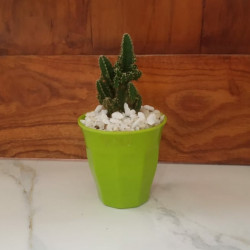 Cactus plants