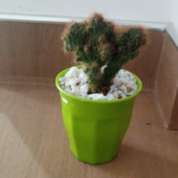 Cactus plants