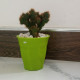 Cactus plants Cactus plants
