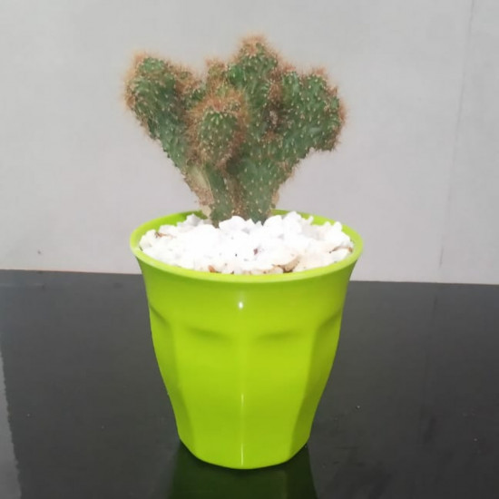 Cactus plants Cactus plants