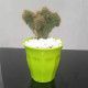 Cactus plants Cactus plants
