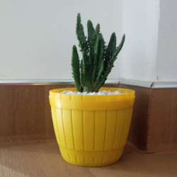 Cactus plants