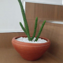 Cactus plants