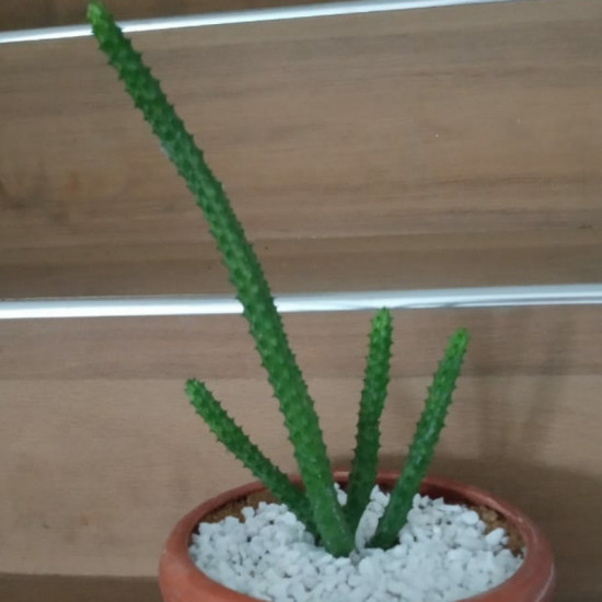 Cactus plants