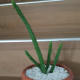 Cactus plants