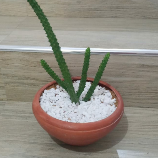 Cactus plants