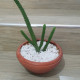 Cactus plants