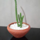 Cactus plants