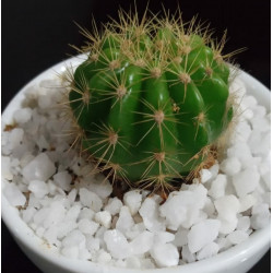 Cactus plants