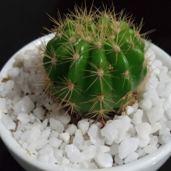 Cactus plants