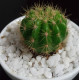 Cactus plants