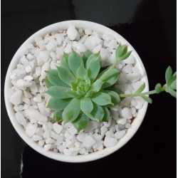 Cactus plants