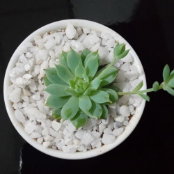 Cactus plants