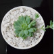 Cactus plants