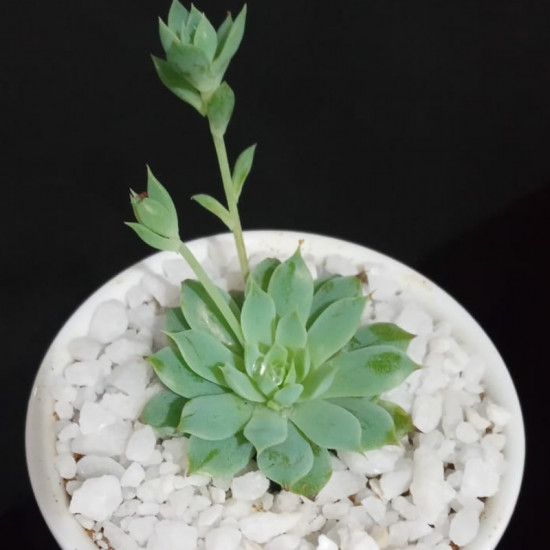 Cactus plants