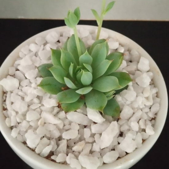 Cactus plants