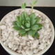 Cactus plants