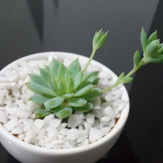 Cactus plants