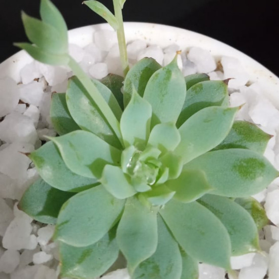 Cactus plants