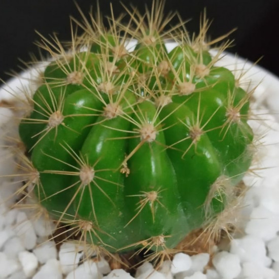Cactus plants