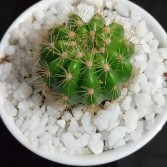 Cactus plants