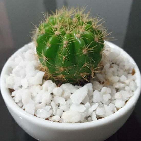Cactus plants