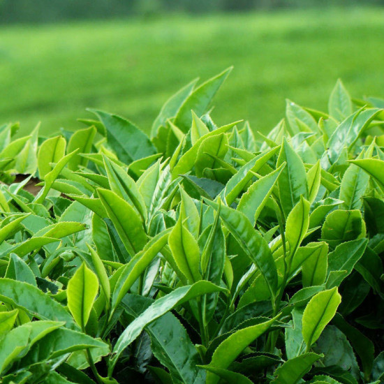 Pure qulity Dilmah premium Ceylon Loose Leaf tea 400g (14.10oz) Sri Lanka Pure qulity Dilmah premium Ceylon Loose Leaf tea 400g (14.10oz) Sri Lanka
