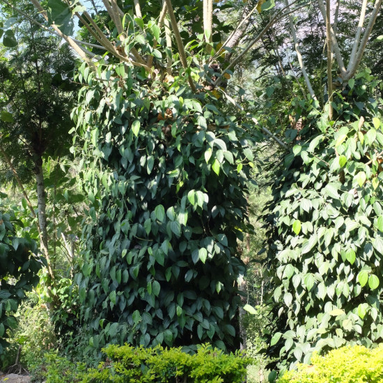 Black Pepper 100 g